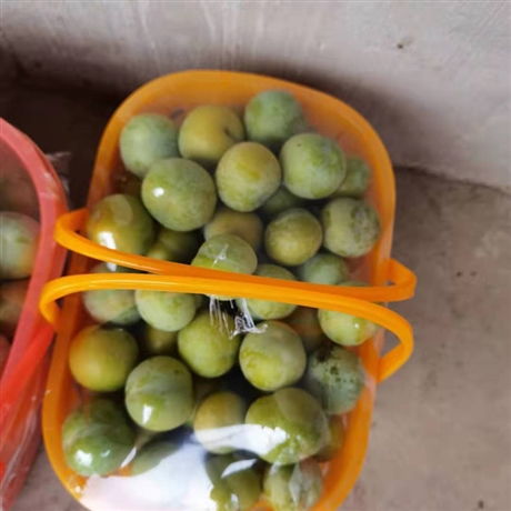 新鲜李子批发市场 价格、优质厂家与采购指南